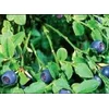 Institut Josif Pančić Čaj borovnica list, 50g