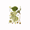 Lipa (Tilia platyphyllos), 100g
