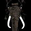 Palm Unit - Dont Buy Ivory Anymore - The Music Of Henri Texier (Limited Edition) (LP)