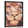 Plakat levja glava - 20x30 silver