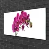 tulup.si Slika na akrilnem steklu Orhideje narava 120x60 cm 2 obešalnika