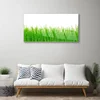 tulup.si Slika na steklu Grass nature rastlin 100x50 cm 4 obešalnika