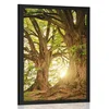 Plakat veličastna drevesa - 30x45 no frame
