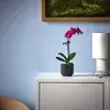 PHALAENOPSIS Zasađena biljka, orhideja odabrane boje, 6 cm