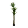 Lilium stablo dracena 1x3 155cm 599420