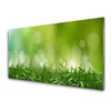 tulup.si Slika na steklu Grass nature rastlin 100x50 cm 2 obešalnika