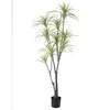 Lilium dekorativna dracena 170cm 567296