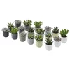 SUCCULENT Biljka u saksiji, Sukulent raznobojno, 6 cm