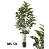 Lilium Stablo fikus variegata 185cm, 1x8, 567344