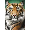 PUZZLE 1500 tigar