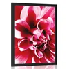 Plakat cvet vrtnice - 20x30 no frame