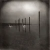 Om - Conference Of The Birds (CD)