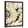 Plakat cvetovi dalije v sepia varianti - 40x60 white
