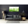 tulup.si Slika na steklu Grass nature rastlin 120x60 cm 2 obešalnika