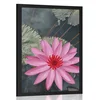 Plakat očarljivi lotosov cvet - 60x90 no frame