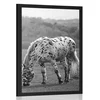Plakat konj na travniku v črnobeli varianti - 20x30 black