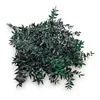 Stabiliziran Ruscus - (Ruscus) - Zelen