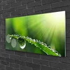 tulup.si Slika na akrilnem steklu Grass nature dew drops 120x60 cm 4 obešalnika