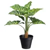 Modern Living Umetna Rastlina Syngonium Ii Zelena Barva