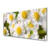 tulup.si Slika na akrilnem steklu Daisy rože narava 100x50 cm 2 obešalnika