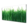 tulup.si Slika na steklu Grass nature rastlin 140x70 cm 2 obešalnika