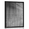 Plakat sonce za drevesi v črnobeli varianti - 60x90 no frame