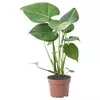 MONSTERA DELICIOSA Zasađena biljka, paprat očajnica, 12 cm