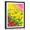 Plakat s paspartujem vrt poln tulipanov - 20x30 no frame