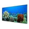 tulup.si Slika na akrilnem steklu Barrier reef narava 120x60 cm 4 obešalnika