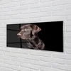tulup.si Slika na akrilnem steklu Rjav pes 140x70 cm 2 obešalnika