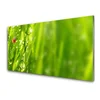 tulup.si Slika na akrilnem steklu Grass pikapolonica narava 140x70 cm 4 obešalnika