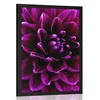 Plakat purpurno vijolični cvet - 60x90 black