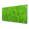 tulup.si Slika na steklu Narava green grass turf 140x70 cm 2 obešalnika