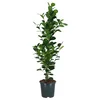 FICUS MICROCARPA Biljka u saksiji, Ficus microcarpa, 19 cm