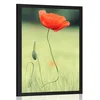 Plakat samotni mak - 30x45 no frame
