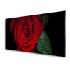 tulup.si Slika na akrilnem steklu Rose na wall 100x50 cm 2 obešalnika