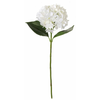 Shishi Bela hortenzija 66 cm