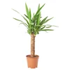 YUCCA ELEPHANTIPES Biljka u saksiji, juka, 12 cm