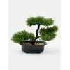 Sinsay - Dekorativna biljka – bonsai drvo - zeleno