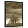 Plakat sepia samotna drevesa - 40x60 no frame