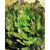 SOLATA CANASTA BIG PACK 15gr