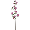 Shishi Roza azaleja 105 cm