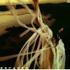 Sarah Kinsley - Escaper (LP)