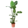 STRELITZIA Biljka u saksiji, rajska ptica, 27 cm