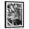 Plakat s paspartujem cvetoča lilija v črnobeli varianti - 20x30 no frame