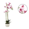 Umetni cvet - belo-roza orhideja 70cm 62623