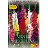 Čebulice Gladiola mešano, 25 kosov