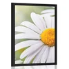Plakat cvetovi ivanjščice - 30x45 white