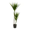 Lilium stablo dracena 1x3 110cm 599437