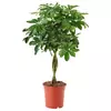 SCHEFFLERA ARBORICOLA Biljka u saksiji, šeflera/uvijena stabljika, 19 cm